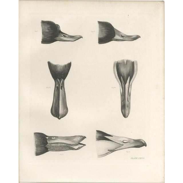 Lilian Marguerite Medland, Bills and Feet of the Wildfowl, 1909, Print For Sale - Image 3 of 9