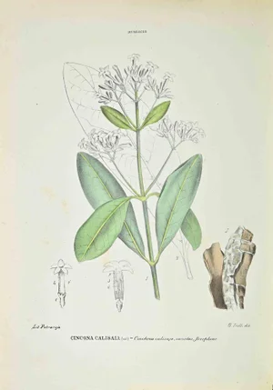 Vincenzo Tenore, Cincona Calisaia, Lithograph, 1870s
