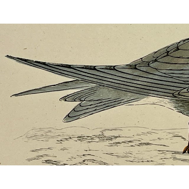 Antique Hand Tinted Bird Print From England Featuring a Black Tern - Circa 1888 For Sale In Dallas - Image 6 of 10