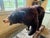 American 1970s Vintage Mounted Bear Taxidermy For Sale - Image 3 of 12