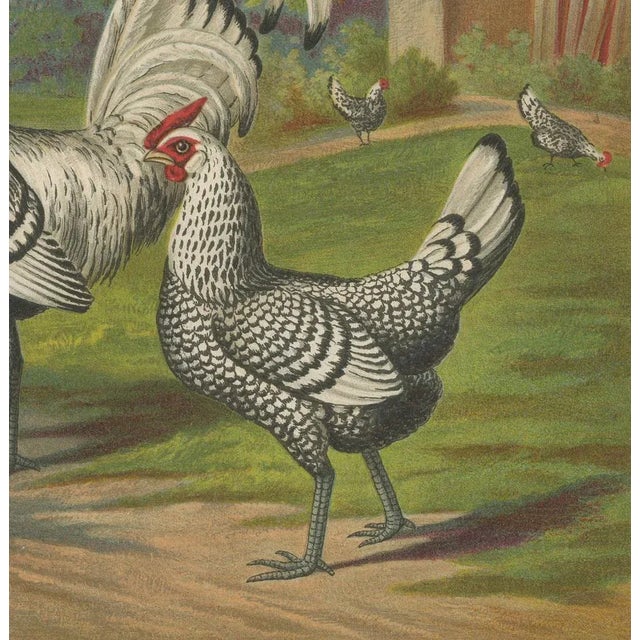 After Förster, Refined Silver Spangled Hamburg Chicken, 19th Century, Lithograph For Sale - Image 3 of 10
