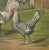 After Förster, Refined Silver Spangled Hamburg Chicken, 19th Century, Lithograph For Sale - Image 3 of 10