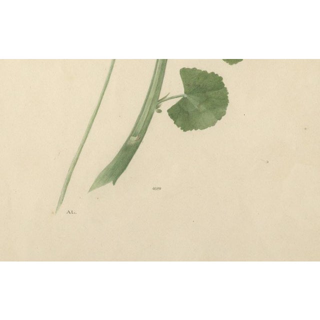 A.L., Two Stems with Red Flowers, 1819, Watercolor For Sale - Image 4 of 11