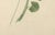A.L., Two Stems with Red Flowers, 1819, Watercolor For Sale - Image 4 of 11