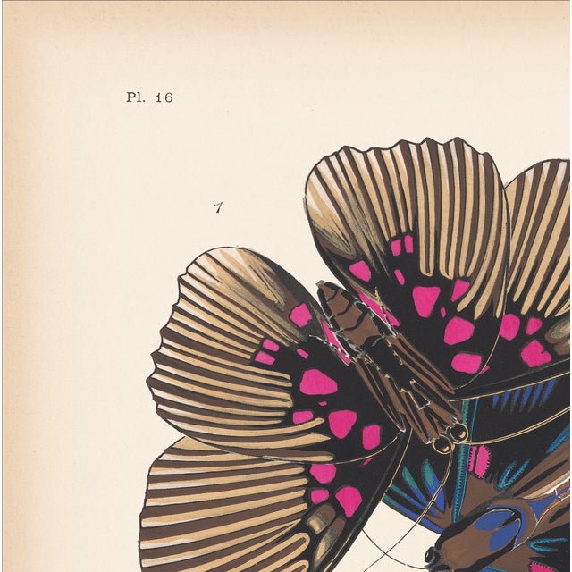 We are thrilled to present the exquisite Séguy Butterfly #16, available exclusively on Chairish, in the standard...