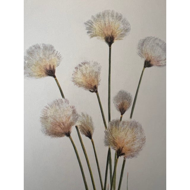 1950s Vintage Botanical Prints Framed - Set of 6- Authentic Vintage 1953 Prints For Sale - Image 5 of 7