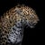 Laurent Dambreville / Eyeem, Close-Up of Cheetah Against Black Background, Photographic Paper, in Flawless conditions....