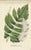 Early 19th Century Carolo Ludovico Blume, Ferns of Java Polypodium, 1829, Handcolored Lithograph For Sale - Image 5 of 5