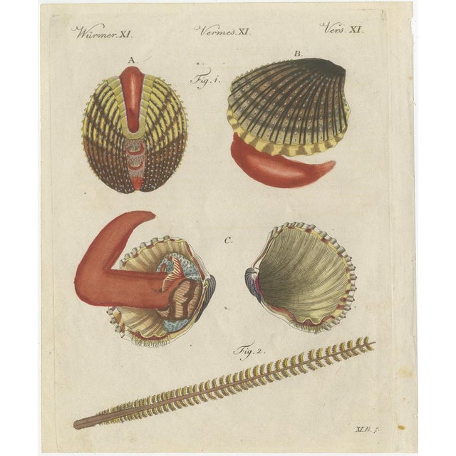 Bertuch, Shipworm and Sea Pen, 1800, Engraving For Sale - Image 10 of 10