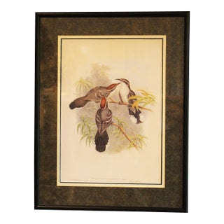1970s English Framed Reproduction of Gould's Chestnut-Crowned Pomatorhinus Lithograph For Sale