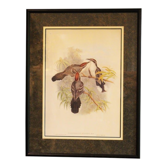 1970s English Framed Reproduction of Gould's Chestnut-Crowned Pomatorhinus Lithograph For Sale