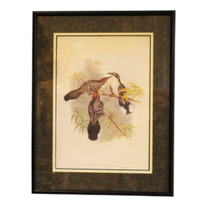 1970s English Framed Reproduction of Gould's Chestnut-Crowned Pomatorhinus Lithograph