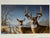 Larry Zach 1997 Iowa Habitat Deer Limited Edition Print and Stamp W/COA LARRY ZACH is one of the most important wildlife...