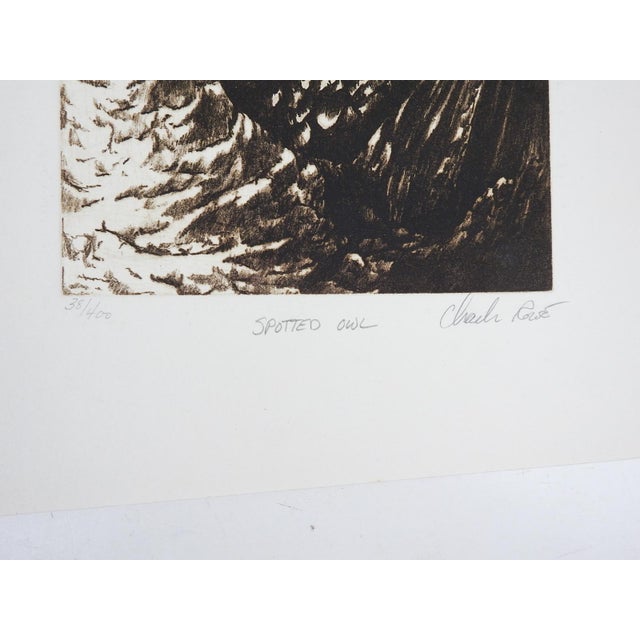 Vintage late 20th century etching on paper of spotted owl. Signed illegibly, titled and numbered 38/400 in pencil along...