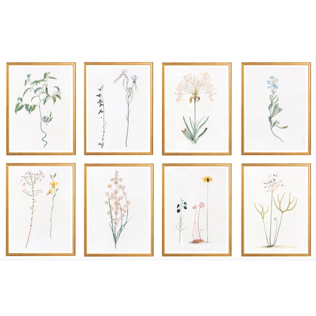 Celerie Kemble Curated Australian Botanical Set of 8 (24X30) in Gold Frame For Sale - Image 10 of 10