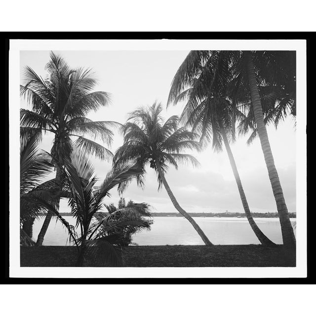 American Vintage Palm Tree Photograph, Palm Beach, Set of 2 For Sale - Image 3 of 4