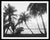 American Vintage Palm Tree Photograph, Palm Beach, Set of 2 For Sale - Image 3 of 4