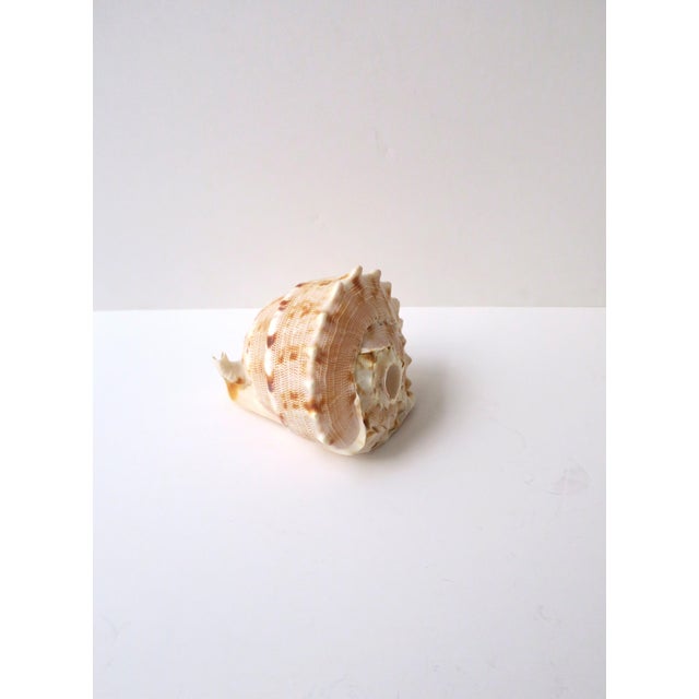 Shell Seashell Natural Tonna Galea, Circa 20th Century For Sale - Image 7 of 11