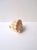 Shell Seashell Natural Tonna Galea, Circa 20th Century For Sale - Image 7 of 11