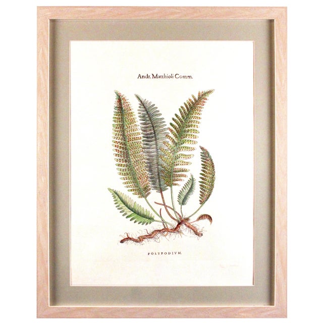 Early 21st Century Original Custom Botanical Fern Prints with Makers Stamp For Sale - Image 5 of 18