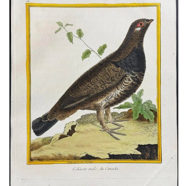 Set of Six Finely Framed Original Engravings of Grouse by François-Nicolas Martinet, 18th Century For Sale - Image 14 of 16