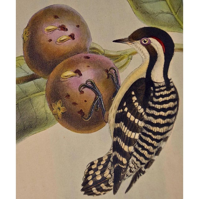 Woodpeckers, Ceylonese Pygmy: A 19th C. Gould Hand-Colored Lithograph, 1850 For Sale - Image 4 of 6