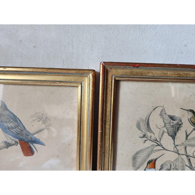 Buffon, Animal Composition, 1853, Pigment Prints, Framed, Set of 2 For Sale - Image 16 of 18