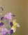 Paper Pastel Painting Gladiolus Serdyuk Boris Petrovich For Sale - Image 7 of 7