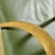 Wood Art Deco Armchairs with Beech Armrests and Spring Padding in Green Skai, 1950s, Set of 2 For Sale - Image 7 of 9