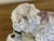 1900 - 1909 Bavent Terracotta French Pottery Dogs With Glass Eyes, C. 1900 For Sale - Image 5 of 11