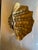 Gold White and Gold Glazed Ceramic Shell, 1970s For Sale - Image 8 of 10