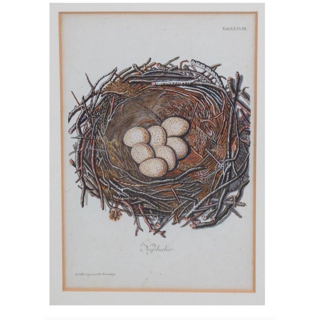 Set of 8 Antique 18th & 19th C Oological Engraving Prints of Eggs & Nests For Sale - Image 4 of 11