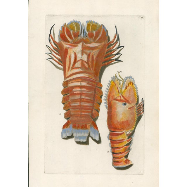 Original 18th-century natural-history copper engraving from Georg Wolfgang Knorr’s Deliciae Naturae Selectae, published in...