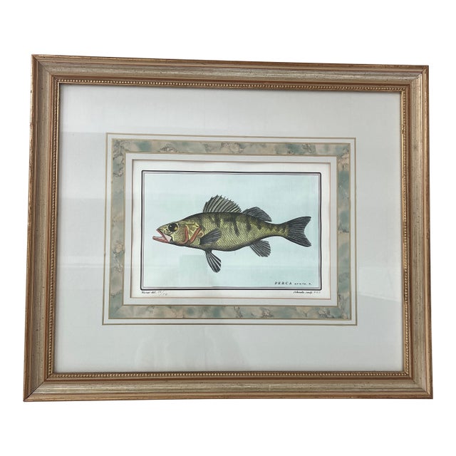 Vintage Italian Hand Colored Limited Edition Engraving of Tropical Fish Edizioni Ponte Vecchio Florence Italy For Sale