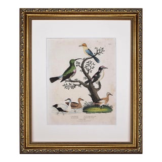 19th Century Antique Hand Colored Ornithological Engraving of Bird Species For Sale