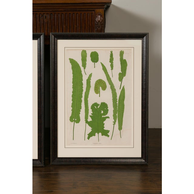 Set of Four 19th Century English Victorian Nature Printed Ferns in Black Frames For Sale - Image 9 of 12
