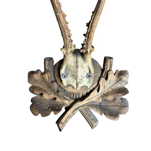 Roe Deer Trophy 221 Black Forest Antlers Mount For Sale - Image 4 of 7