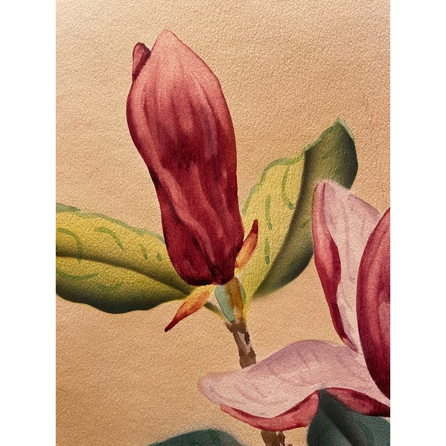 Shirrell Watson Graves (1884-1931) watercolor and gouache on board still-life of a saucer or tulip magnolia, pencil signed...