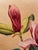 Shirrell Watson Graves (1884-1931) watercolor and gouache on board still-life of a saucer or tulip magnolia, pencil signed...