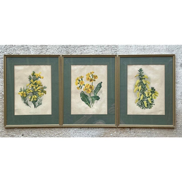 This exquisite set of three vintage botanical illustrations captures the delicate beauty of "Greenhouse" flora with...