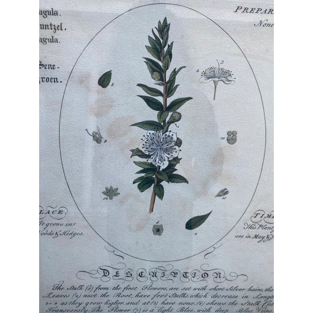 Large Botanicals With Aged Look -A Pair For Sale In Philadelphia - Image 6 of 7