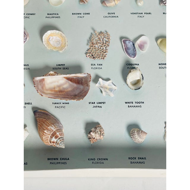 Tan Vintage Sea Shell Collection Marine Specimens For Sale - Image 8 of 9