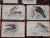 Printmaking Materials Antique 19th Century Birds of Prey Engravings on Wood - Set of 16 For Sale - Image 7 of 9