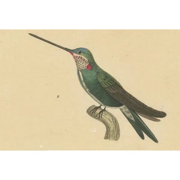 Huet & Prêtre, Hummingbird Illustrations, 1838, Paper For Sale - Image 3 of 6