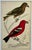 Antique Hand Tinted Bird Print Featuring an American Crossbill and a White Winged Crossbill - Circa 1850. Print measures 5...