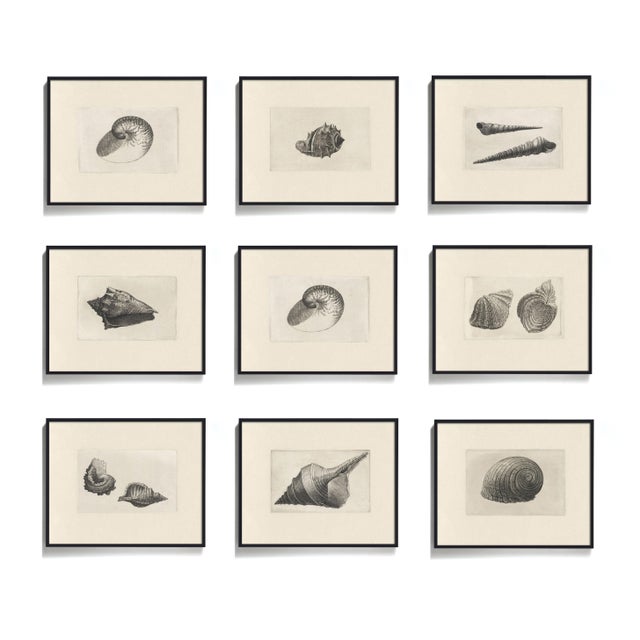 Ships in 2 – 4 days. These antique shell prints are restored from a series of Dutch etchings from 1650. The illustrations...