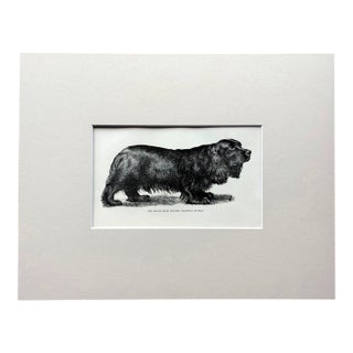 Antique 1890s Dog Print in 8 x 10 Mat: "The Black Field Spaniel...Buckle" For Sale
