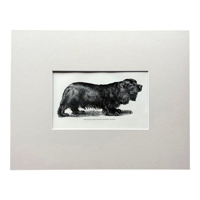 Antique 1890s Dog Print in 8 x 10 Mat: "The Black Field Spaniel...Buckle" For Sale