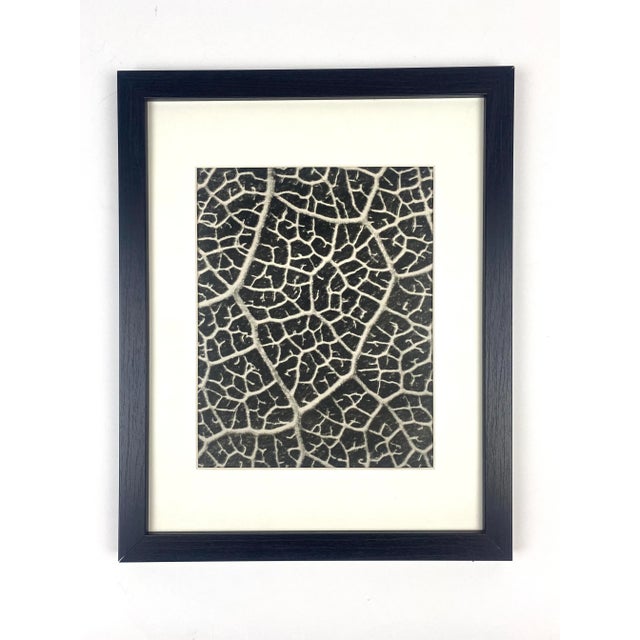 1940s Framed Vintage Botanical Blossfeldt Print - No. 116 For Sale - Image 5 of 5