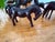Beautiful set of five small horse figurines, carved from a dark, dense wood with a smooth polished finish. The horses...